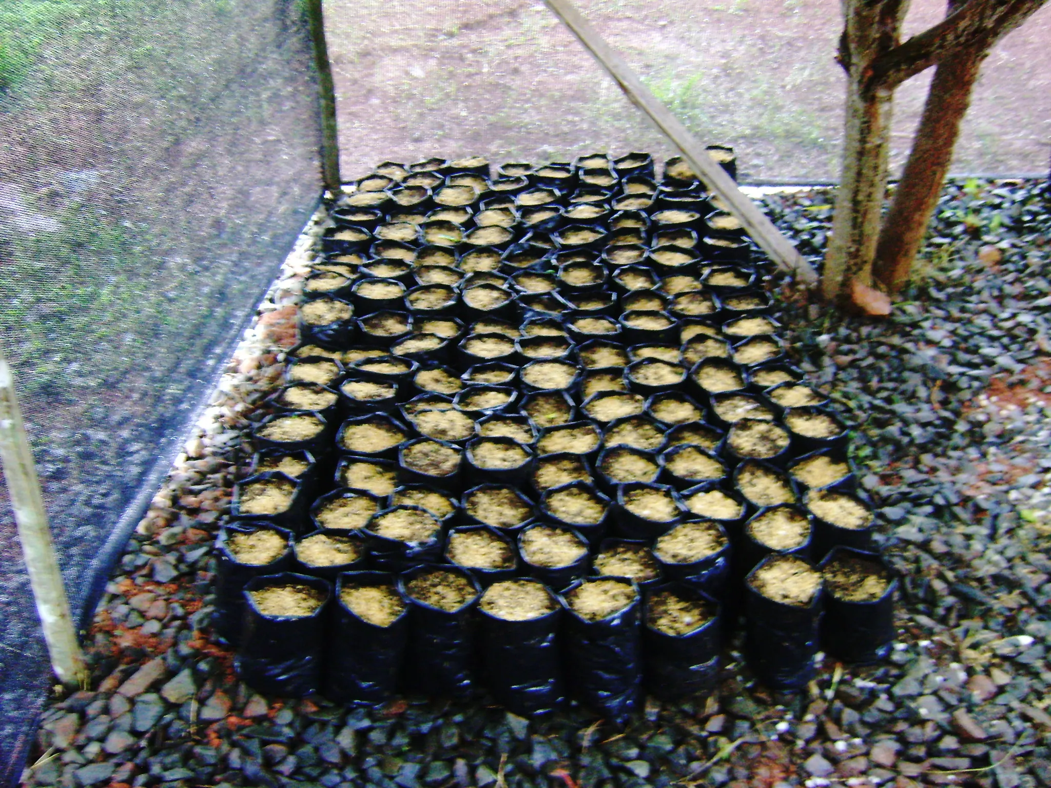 Tree planting impact photo