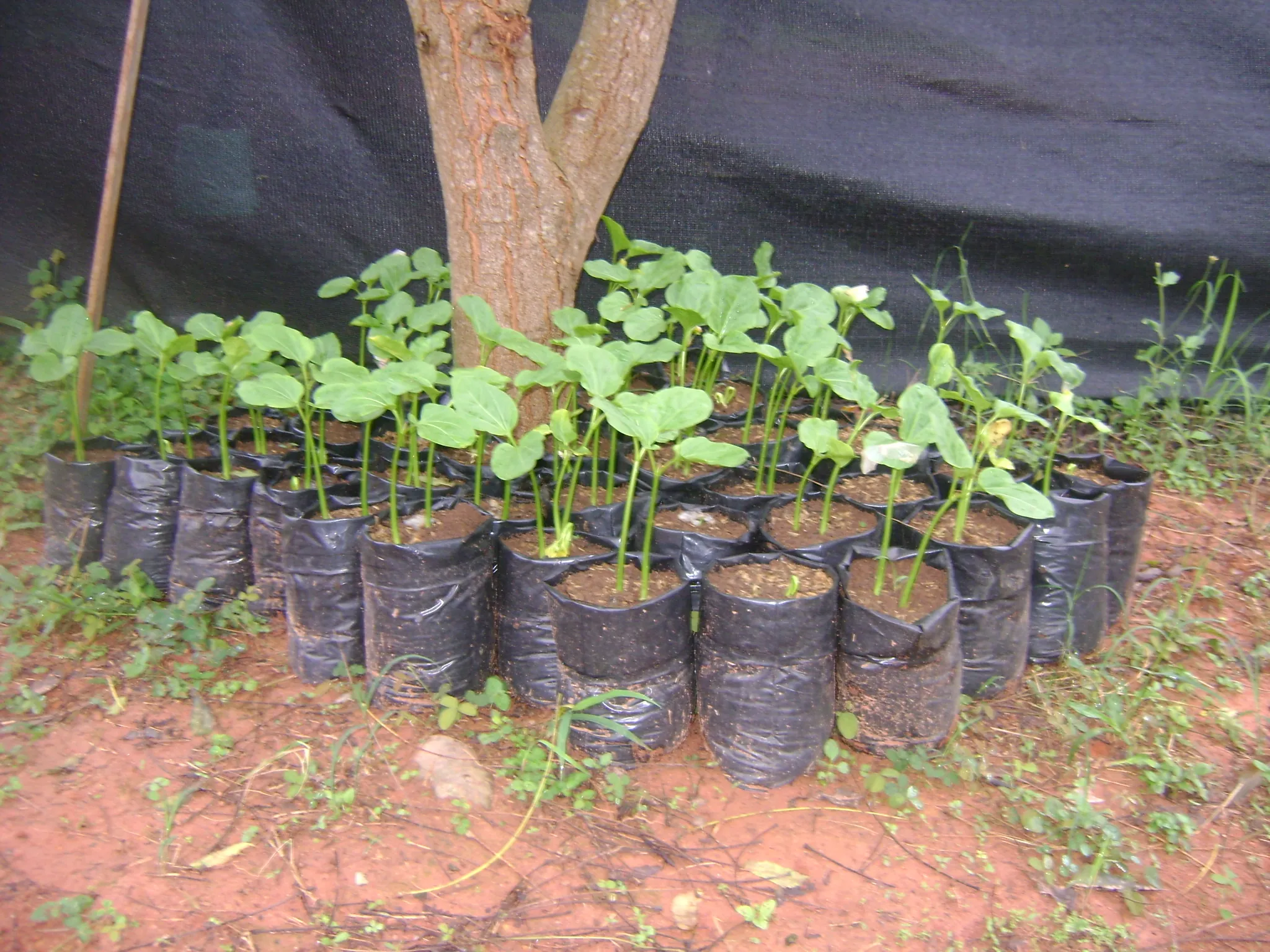 Tree planting impact photo