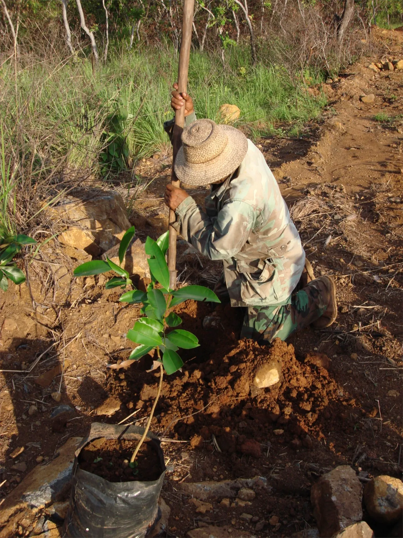 Tree planting impact photo