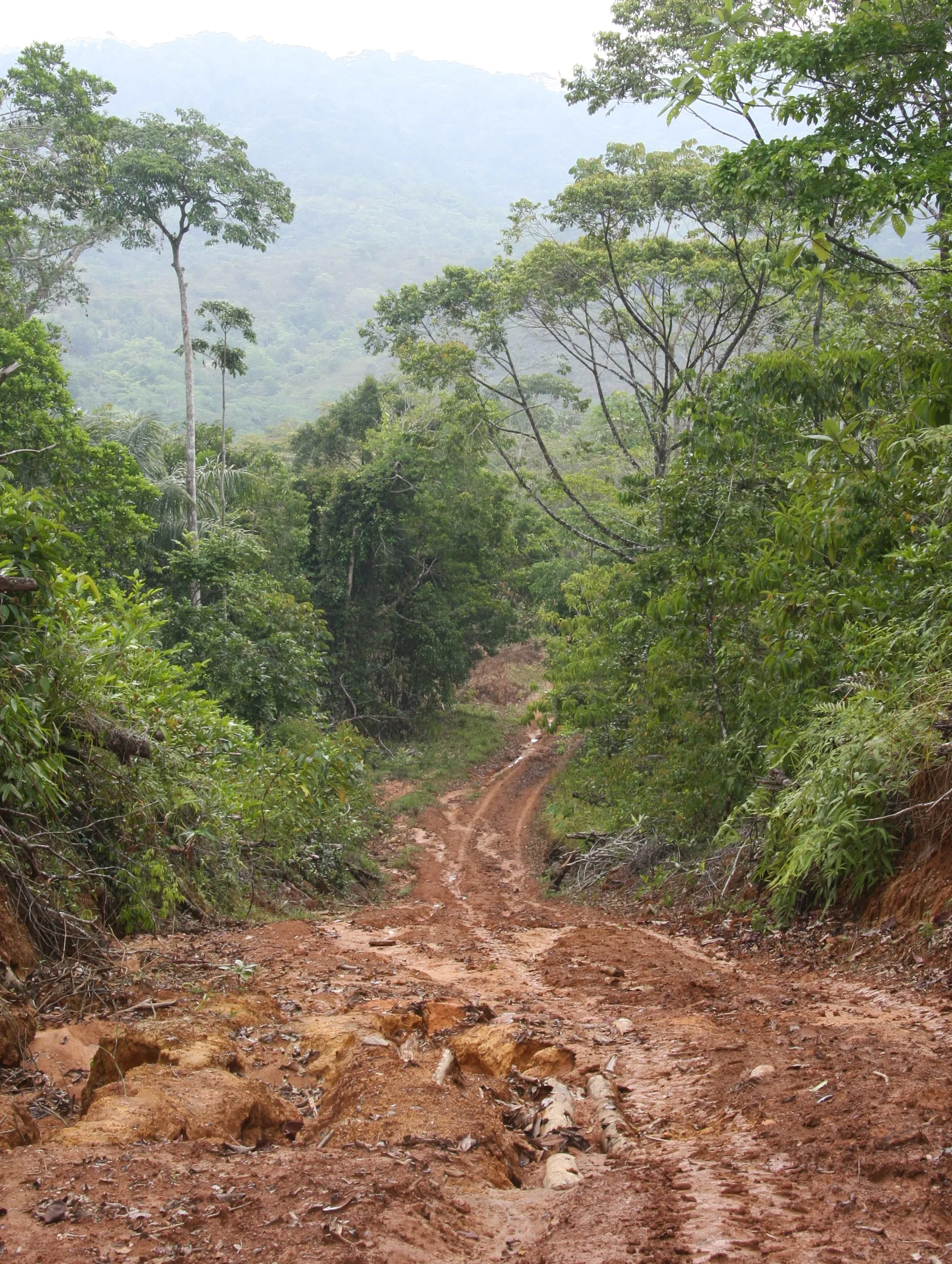Tree planting impact photo