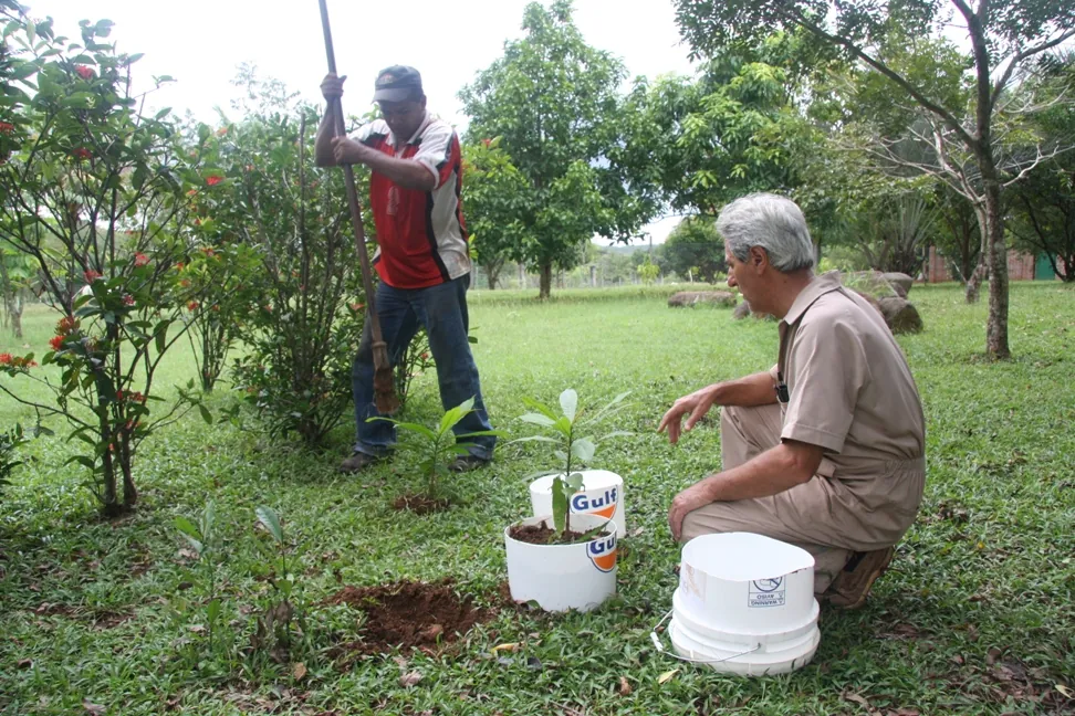 Tree planting impact photo