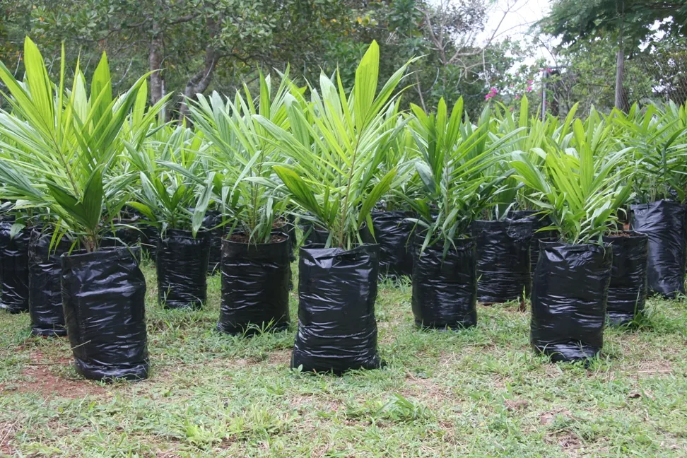Business partnership tree planting photo