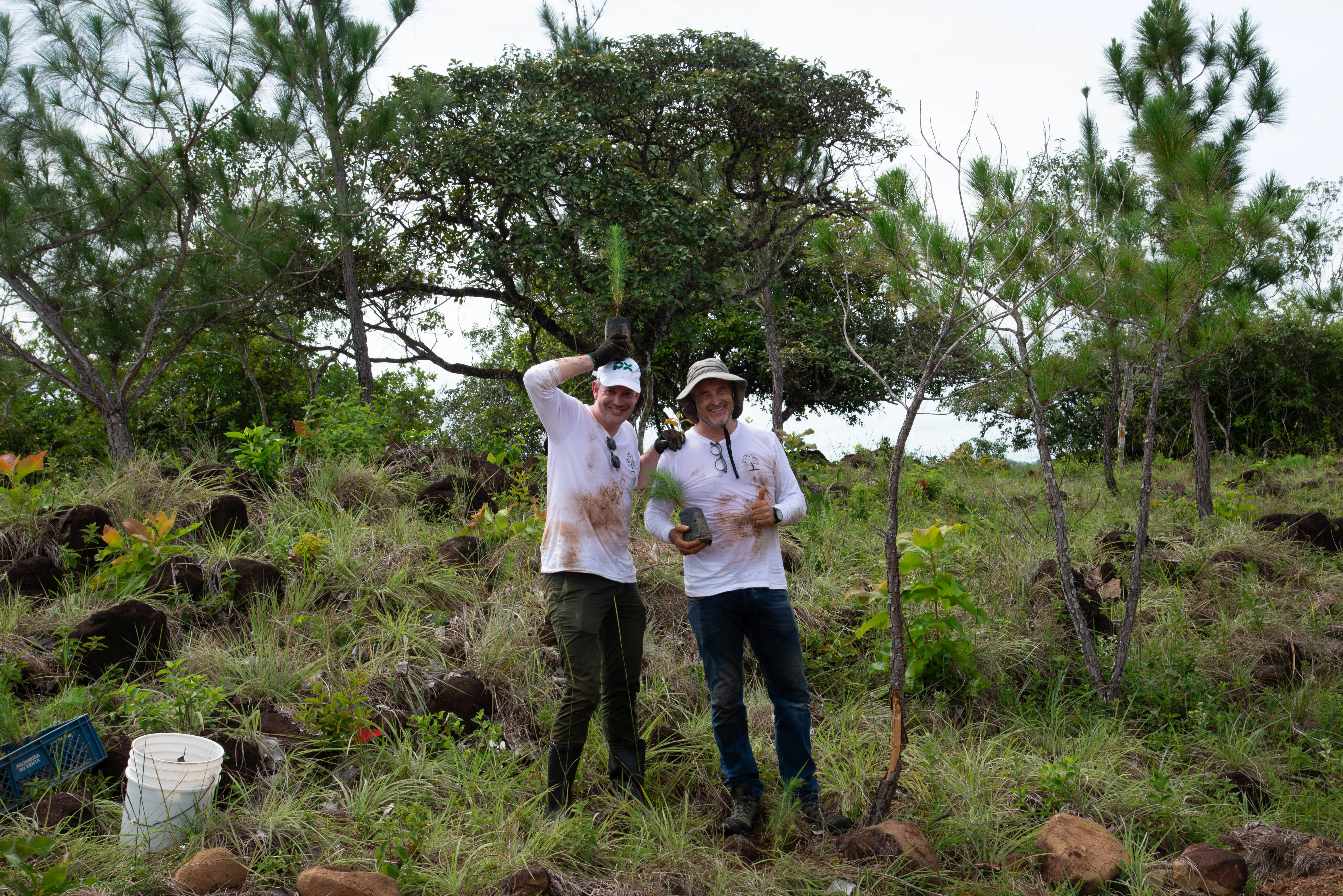 Tree planting team