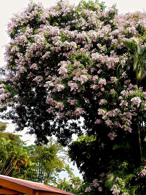 Andira inermis