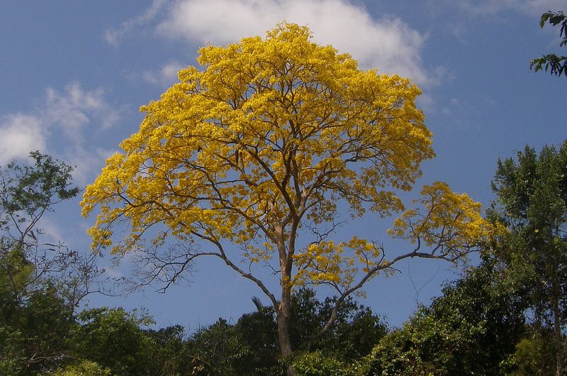 Guayacán