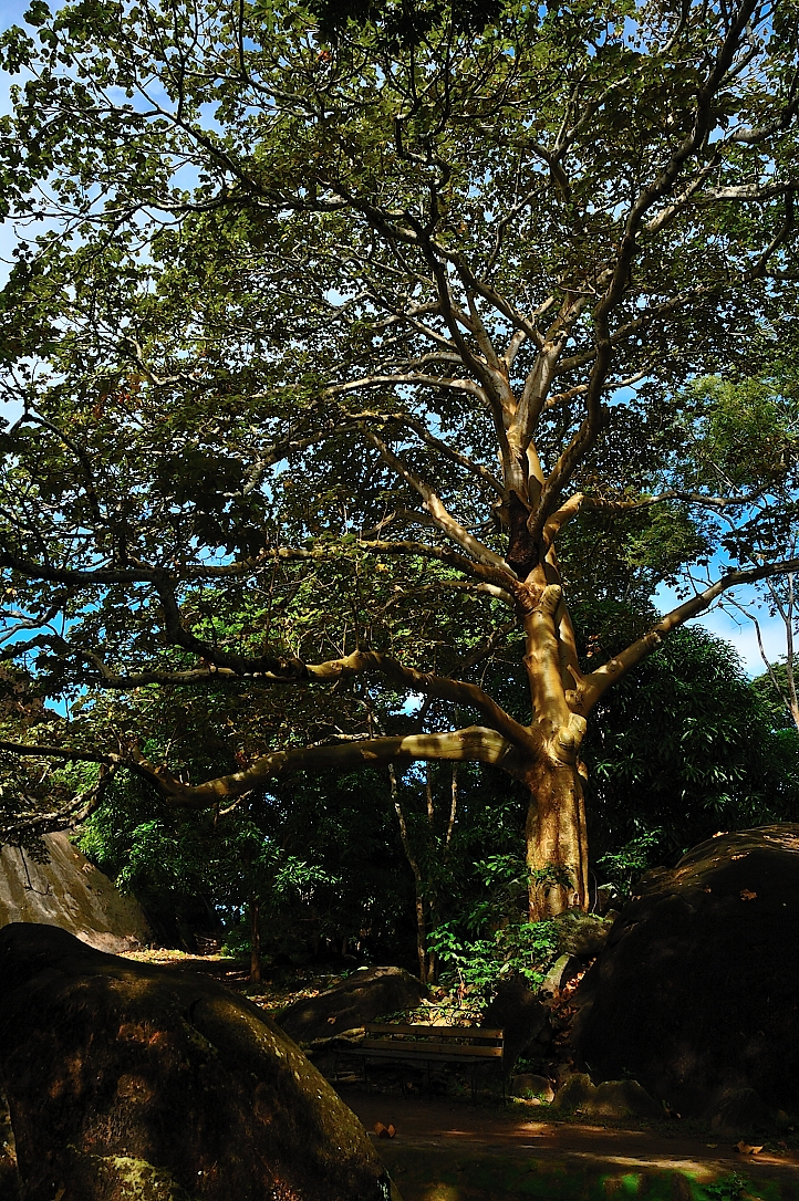 Panama Tree