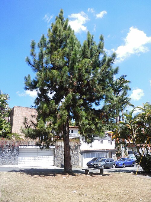 Caribbean Pine