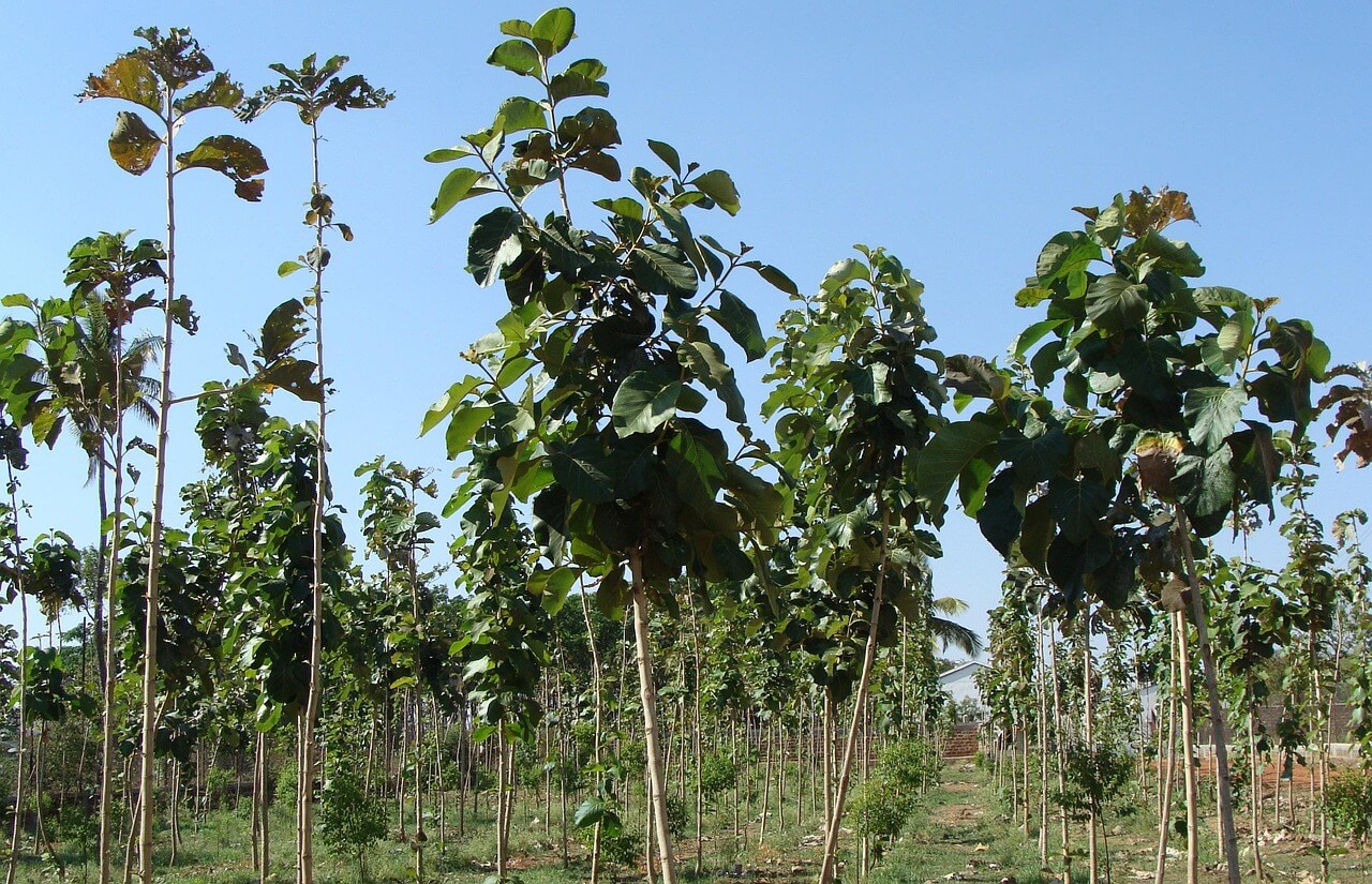 Teca (Teak)